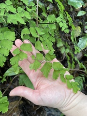 Adiantum tenerum