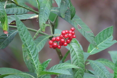 Psychotria tenuifolia
