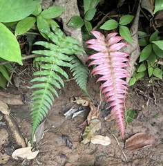 Blechnum occidentale