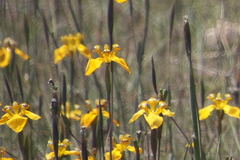 Hesperoxiphion peruvianum