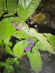 Callicarpa formosana
