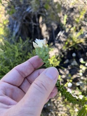 Roella amplexicaulis