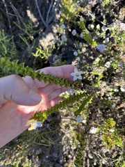 Roella amplexicaulis