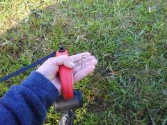 Rytidosperma tenuius