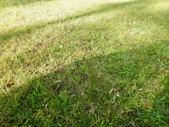 Rytidosperma tenuius