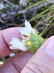 Roella amplexicaulis