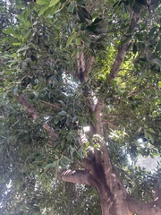 Ficus elastica