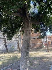 Ficus elastica