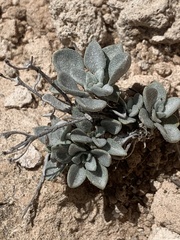 Physaria ovalifolia