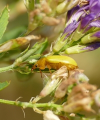 Cteniopus sulphureus