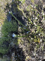 Roella amplexicaulis