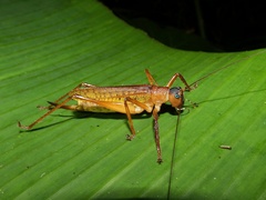 Cocconotus middlekauffi