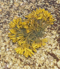 Pelvetia canaliculata