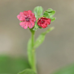 Cynoglossum officinale
