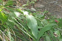 Cynoglossum officinale