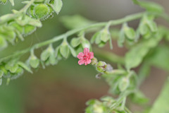 Cynoglossum officinale