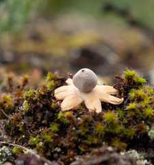 Geastrum
