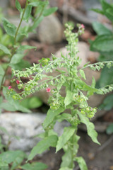 Cynoglossum officinale