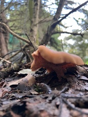 Paralepista flaccida