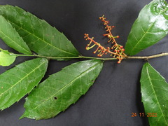Sorocea guilleminiana