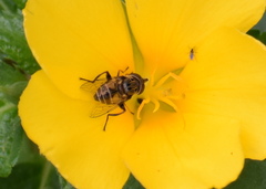 Lycastrirhyncha nitens