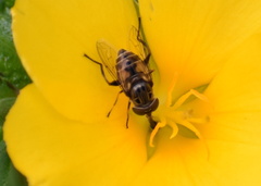 Lycastrirhyncha nitens