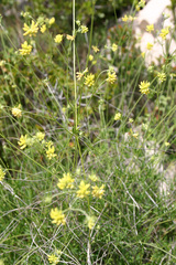 Anthyllis onobrychioides