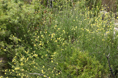 Anthyllis onobrychioides