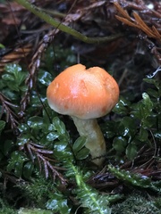 Pyrrhulomyces astragalinus