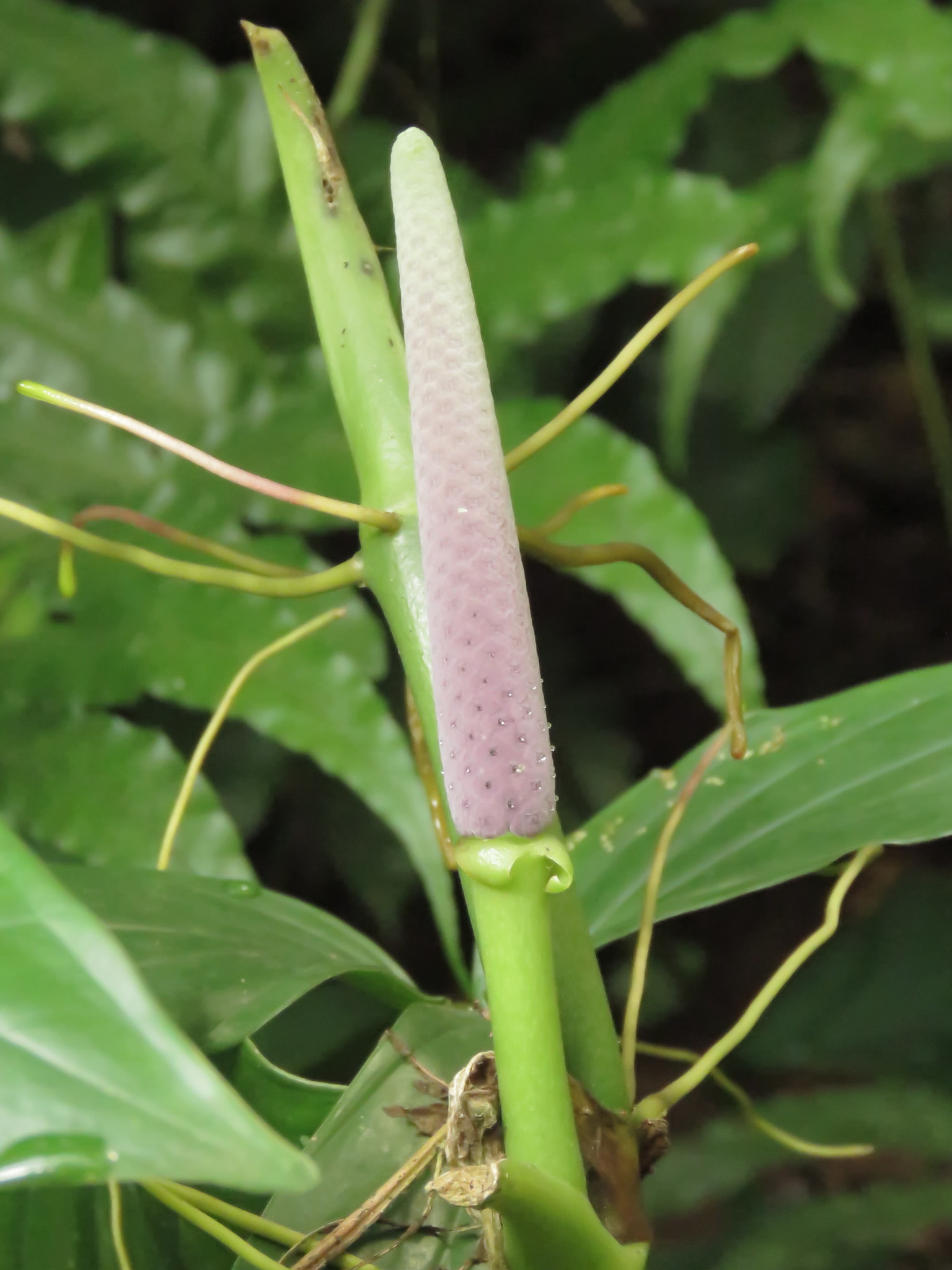 Anthurium pentaphyllum  iNaturalist
