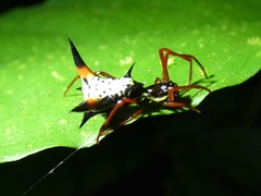 Micrathena schreibersi