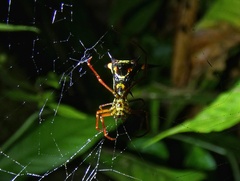 Micrathena schreibersi