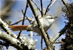 Cranioleuca pyrrhophia