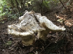 Catathelasma ventricosum