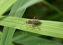 Burtinus notatipennis