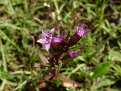 Gentianella amarella