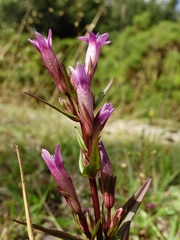 Gentianella amarella