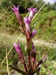 Gentianella amarella