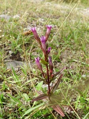 Gentianella amarella