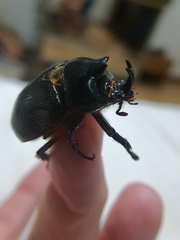 Cyphonistes vallatus