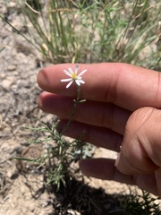 Chaetopappa ericoides