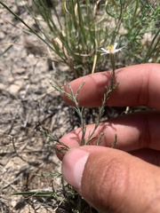 Chaetopappa ericoides