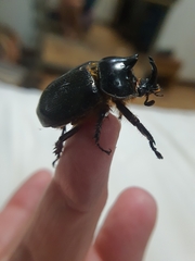 Cyphonistes vallatus