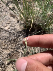 Chaetopappa ericoides