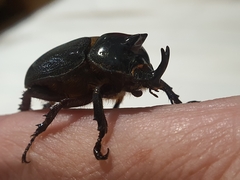 Cyphonistes vallatus
