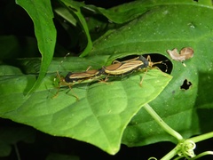 Anasa nigricollis