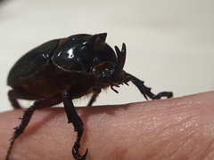 Cyphonistes vallatus