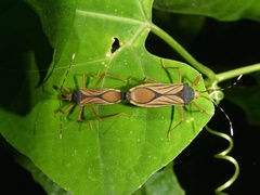 Anasa nigricollis