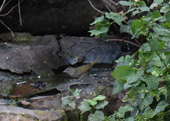 Arremonops rufivirgatus