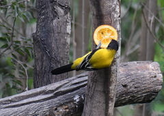 Icterus graduacauda